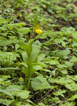 Yellow lady's slipper